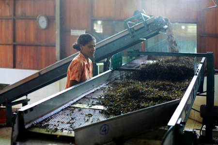 Nuwara Eliya, Sri Lanka - April 4, 2011: Female workers in the Blue Field Tea Factory. City is considered to be the most important location for Tea production in Sri Lanka.のeditorial素材