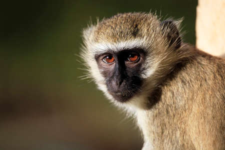 Portrait of the monkey in Kenyaの写真素材