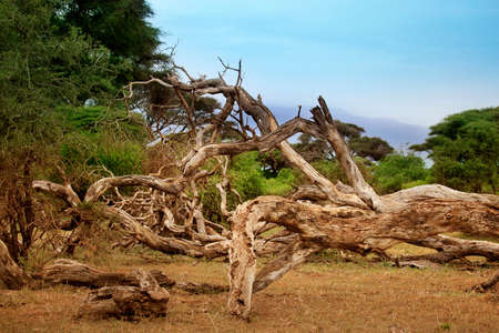 Dry tree in the shroud on the background of Kilimanjaro volcanoの写真素材