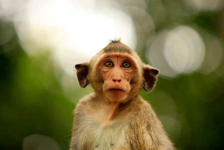 Monkey on green background. Cambodiaの写真素材
