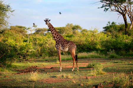 Free Giraffe in Tsavo National Park. Kenyaの写真素材