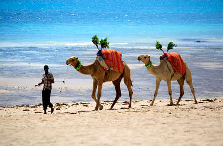 Mombasa, Kenya - January 04, 2017: African man walks his camels on the beach in Kenyaのeditorial素材