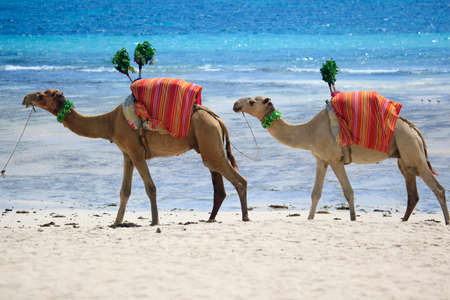 Camels walking the shore of the ocean. Kenyaの写真素材
