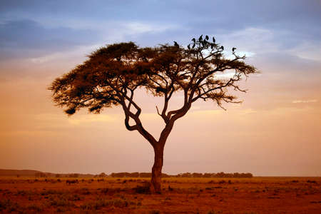 Tree in the African savannah. Amboseli national park in Keniaの写真素材