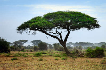 Tree in the African savannah. Amboseli national park in Keniaの写真素材
