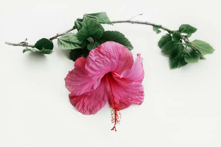 A set of beautiful tropical flowerの写真素材