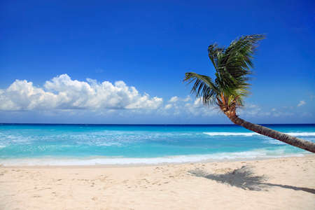 View of nice tropical beach with palm. Barbadosの写真素材