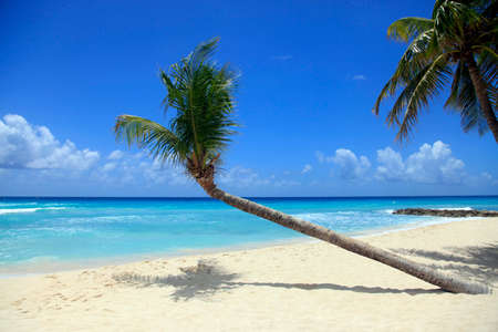 View of nice tropical beach with palm. Barbadosの写真素材