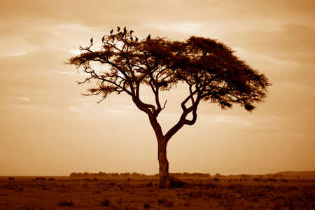Tree in the African savannah. Amboseli national park in Kenyaの写真素材