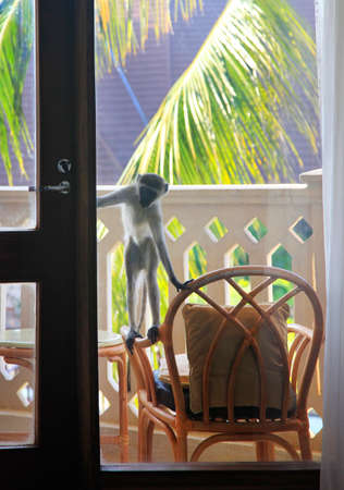Curious monkey on the balcony of the hotel, Kenyaの写真素材