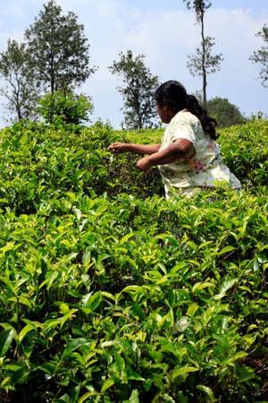 Sri Lanka, Nuwara Eliya - April 04, 2011 : Sri Lanka woman picks fresh tea leaves on tea plantation in Nuwara Eliya, Central region, Sri Lankaのeditorial素材