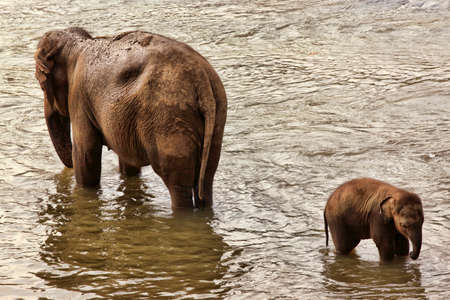 Family of Indian elephants. Pinnawela Elephant Orphanage on Sri Lankaの写真素材