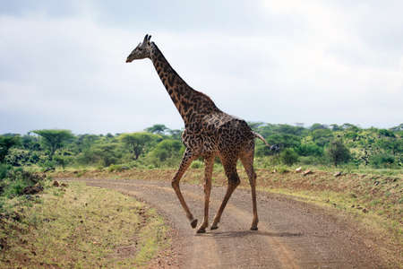Free Giraffe .の写真素材