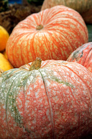 Big pumpkins. Fair of a pumpkins in Californiaの写真素材