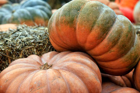 Big pumpkins. Fair of a pumpkins in Californiaの写真素材