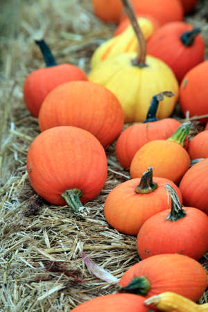 Big pumpkins. Fair of a pumpkins in Californiaの写真素材