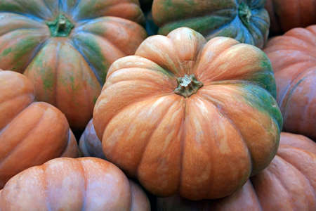 Big pumpkins. Fair of a pumpkins in Californiaの写真素材
