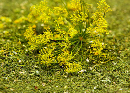Umbrella dill on background melkoporezannogo dried dillの写真素材