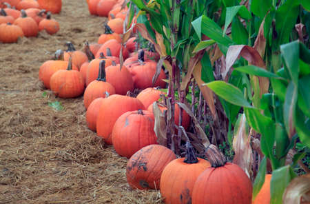 Fair of a pumpkins in Californiaの写真素材