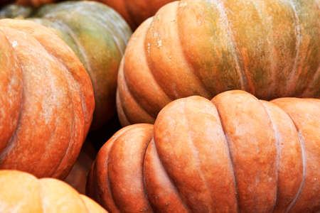 Big pumpkins. Fair of a pumpkins in Californiaの写真素材