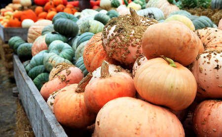 Big pumpkins. Fair of a pumpkins in Californiaの写真素材