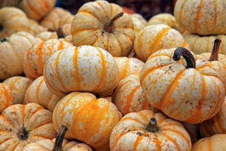 Fair of a pumpkins in Californiaの写真素材