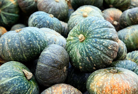 Big pumpkins. Fair of a pumpkins in Californiaの写真素材