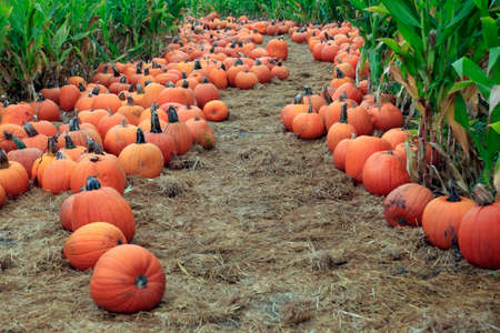 Fair of a pumpkins in Californiaの写真素材
