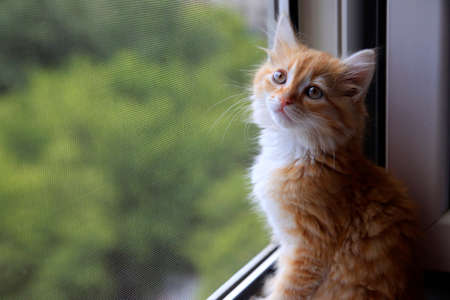 Portrait of a young red-haired catsの写真素材