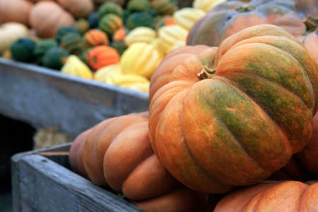 Big pumpkins. Fair of a pumpkins in Californiaの写真素材