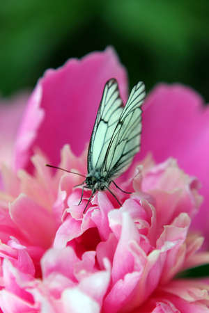 Butterfly on a pink peony flowerの写真素材