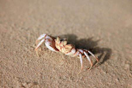 Small crab on the ocean shoreの写真素材