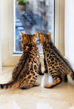 Little Bengal kittens are looking out the windowの写真素材