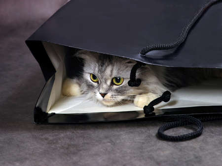 Cat in box in studioの写真素材