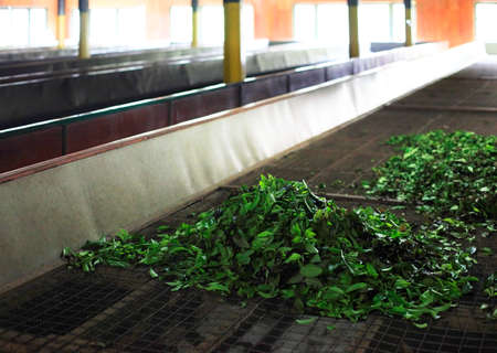 Ceylon Tea Factory on Sri Lankaの写真素材