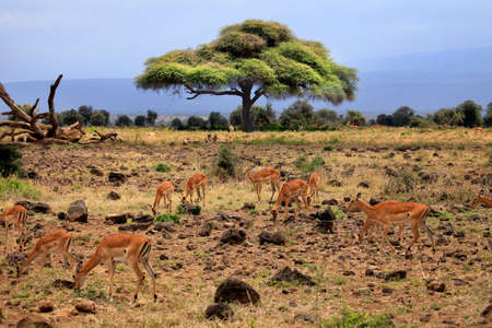 Thomson's Gazelle in the Amboseli, Kenya