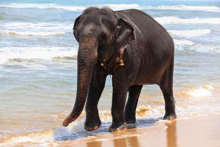 Indian elephant on the ocean shoreの写真素材