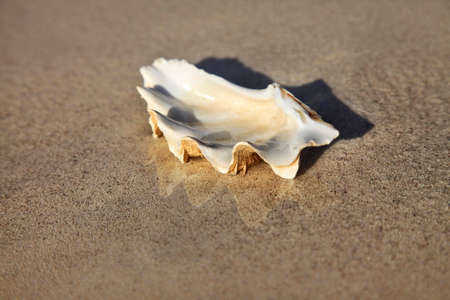 The image of a wet cockleshell close-up on sandの写真素材