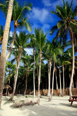Saona island beach. Dominican Republicの写真素材