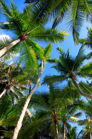 Bottom view of coconut palms. Saona island beach. Dominican Republicの写真素材