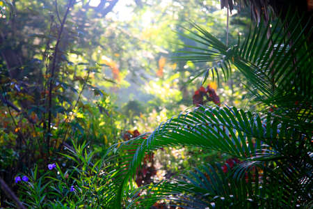 Tropical trees backgroundの写真素材