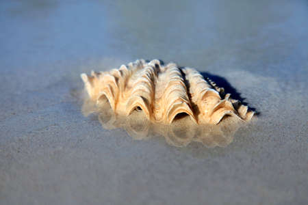 The image of a wet cockleshell close-up on sandの写真素材