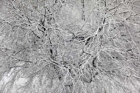 Winter branchs covered with snowの写真素材