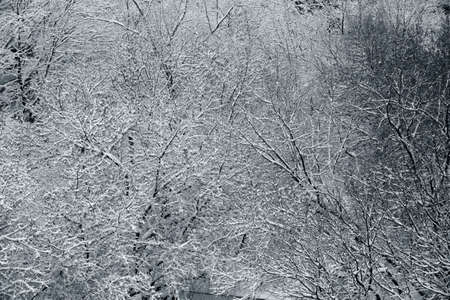 Winter branchs covered with snowの写真素材
