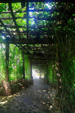 Alley in plants in Altos de Chavon, Dominican Republicの写真素材