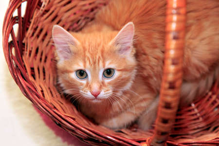 Red cat in basket close upの写真素材