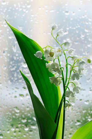 Lilies of the Valley isolated on dim background.の写真素材