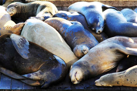 This is PIER 39 and the sea lions in San Francisco.の写真素材