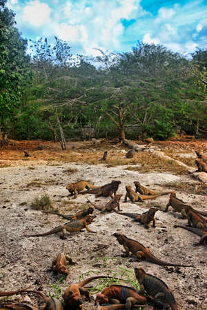 A flock of iguanas in the Dominican Republicの写真素材