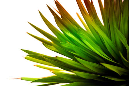 Green leafs for background, soft focusの写真素材